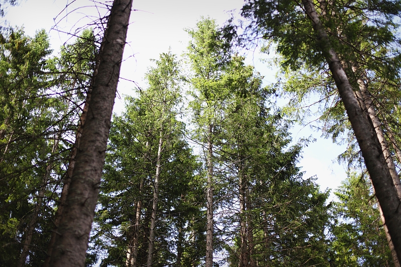 Las w Tatrach Las w Tatrach