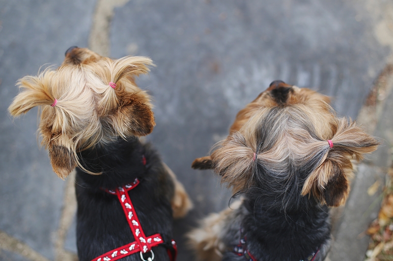 Wygodna fryzura dla yorka