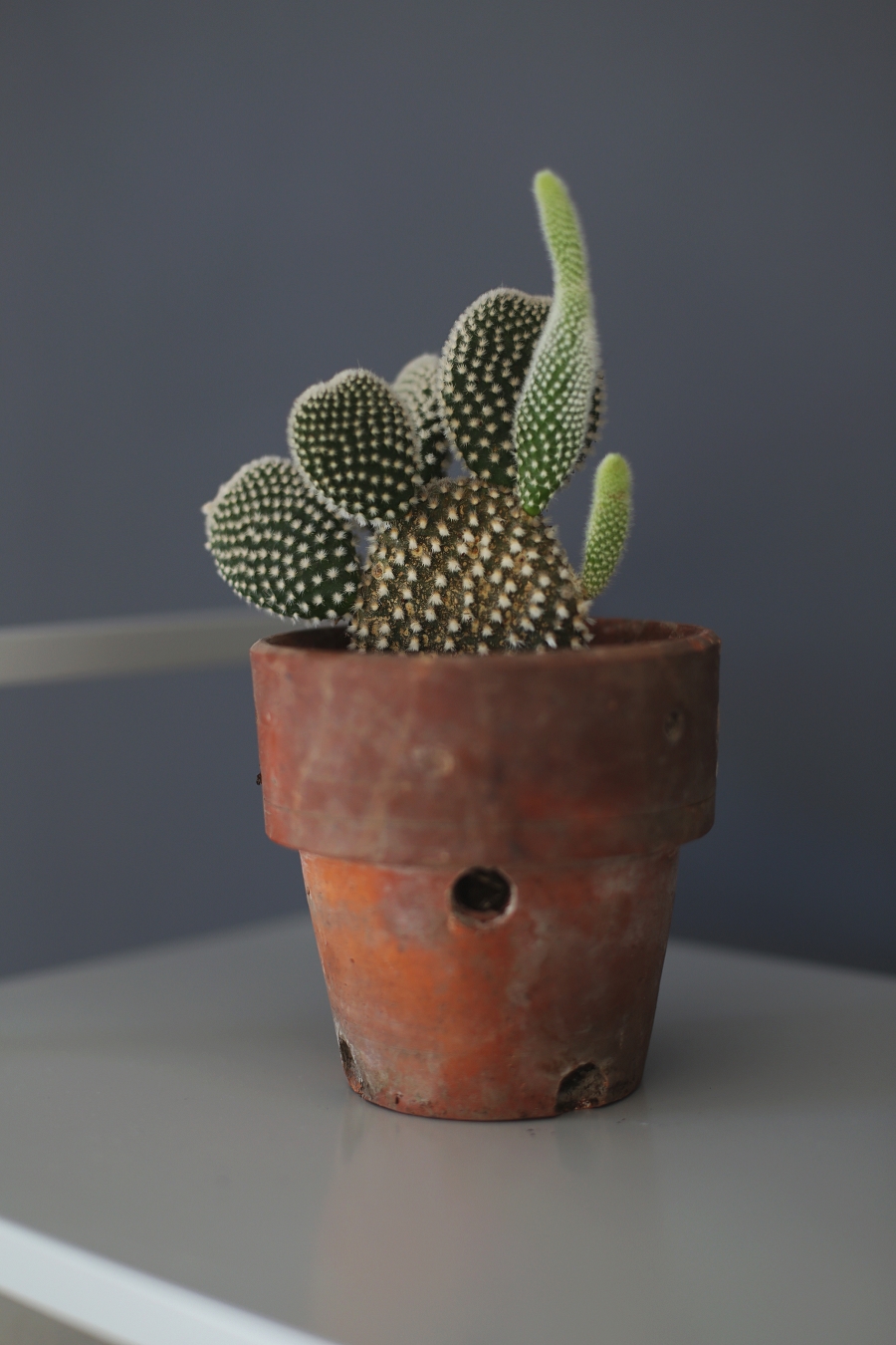 sypialnia - kaktus, ciemna szara ściana - Śnieżka Barwy Natury