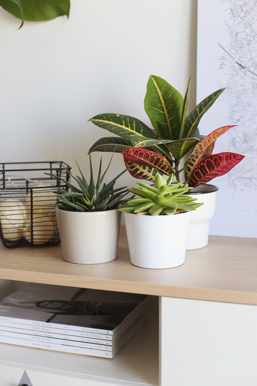 Kwiaty doniczkowe w salonie