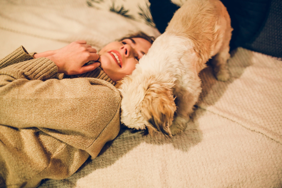 świąteczny prezent sesja świąteczna z psem shih tzu