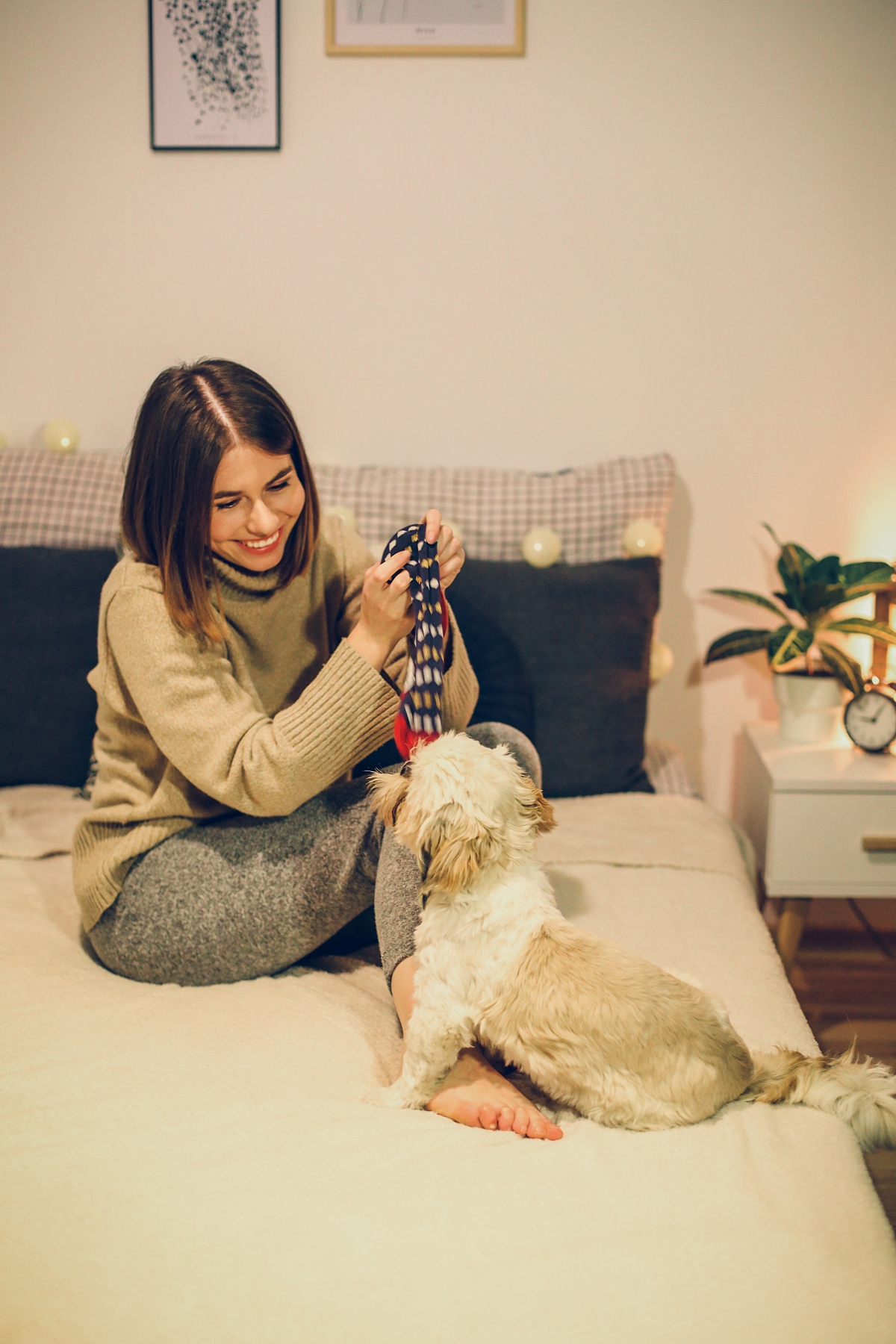 świąteczny prezent sesja świąteczna z psem shih tzu