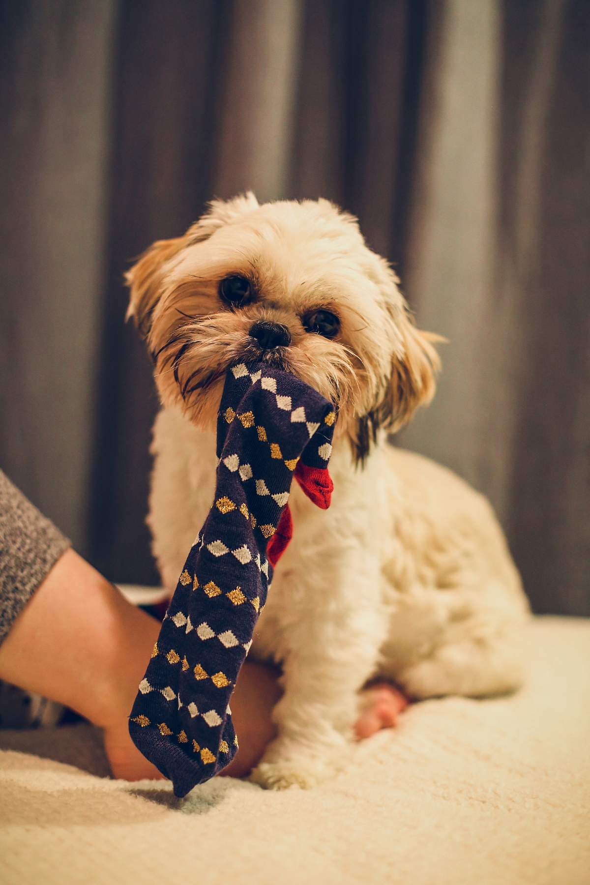 świąteczny prezent sesja świąteczna z psem shih tzu